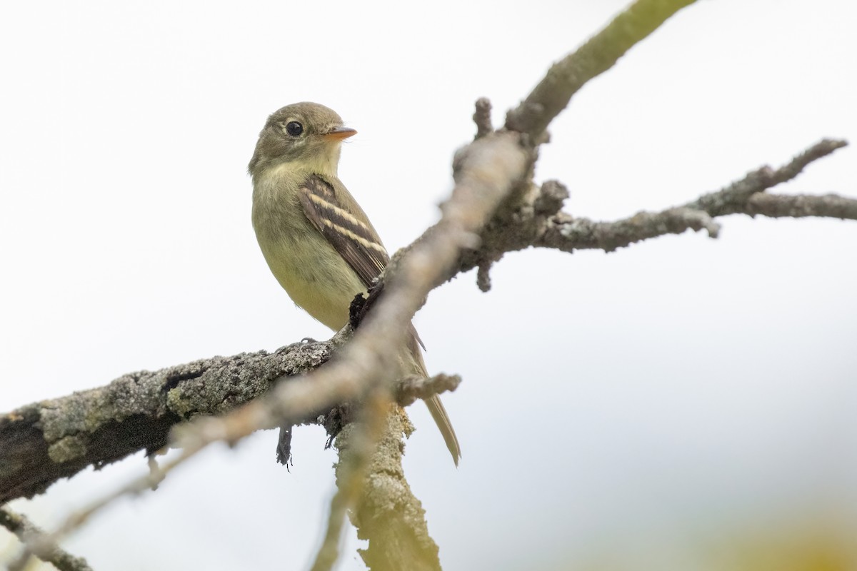 Yellow-bellied Flycatcher - ML623884238