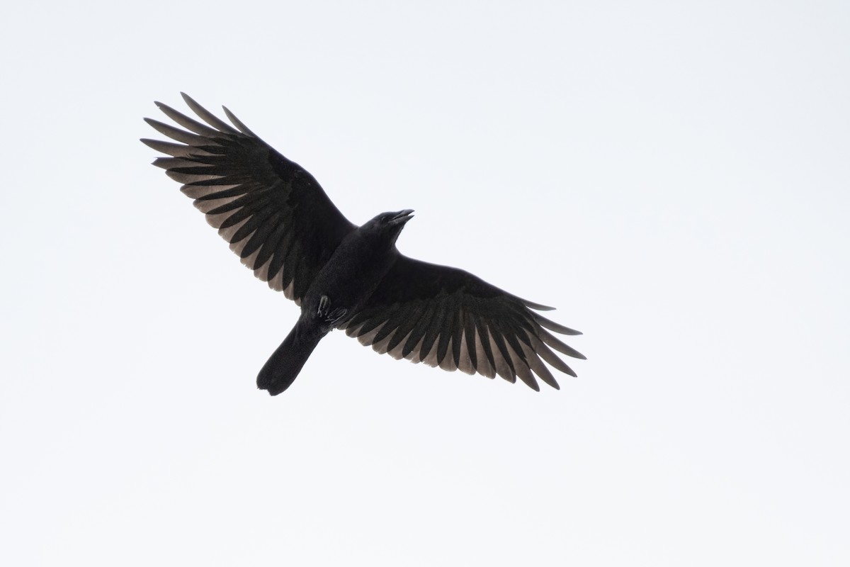 American Crow - ML623884241