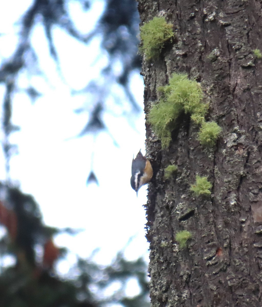 Red-breasted Nuthatch - ML623884246