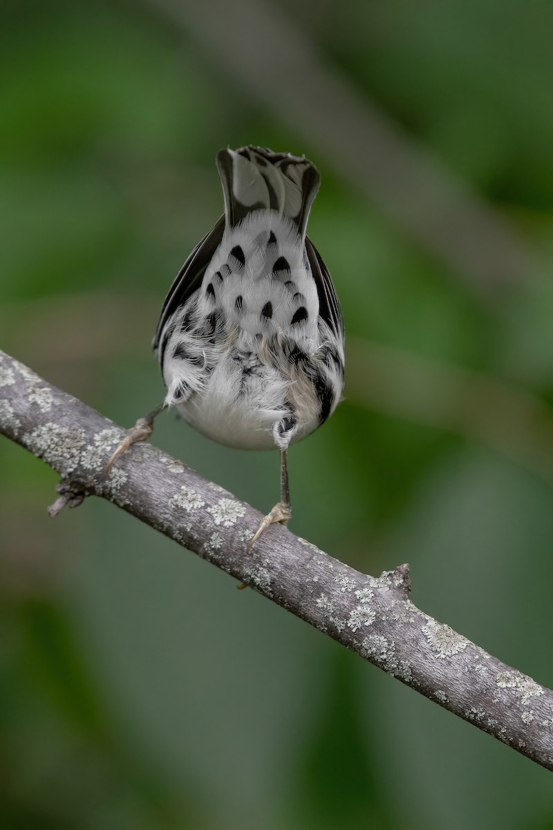 Black-and-white Warbler - ML623884253