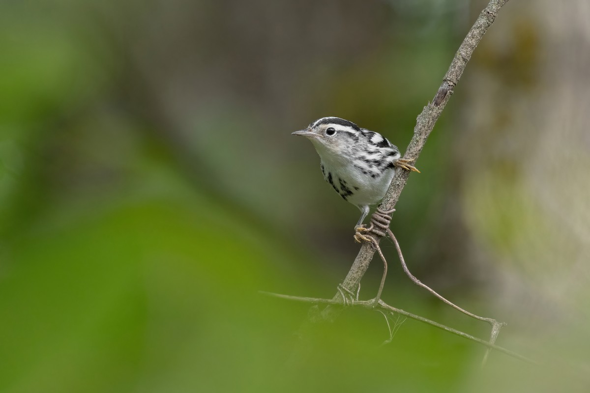 Black-and-white Warbler - ML623884255