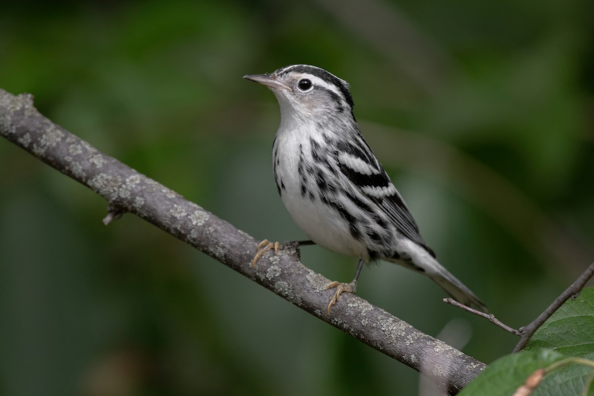 Black-and-white Warbler - ML623884257