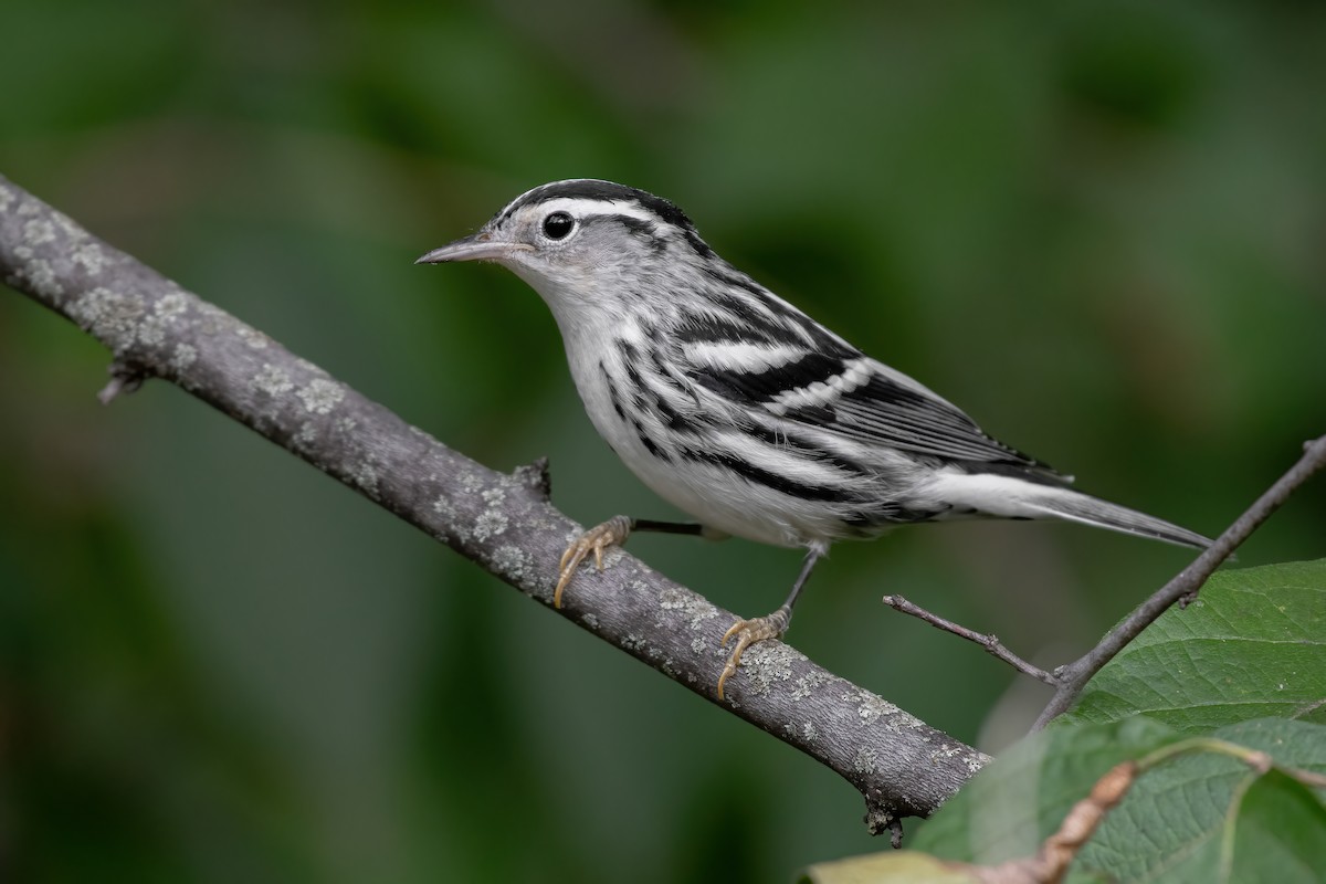 Black-and-white Warbler - ML623884259