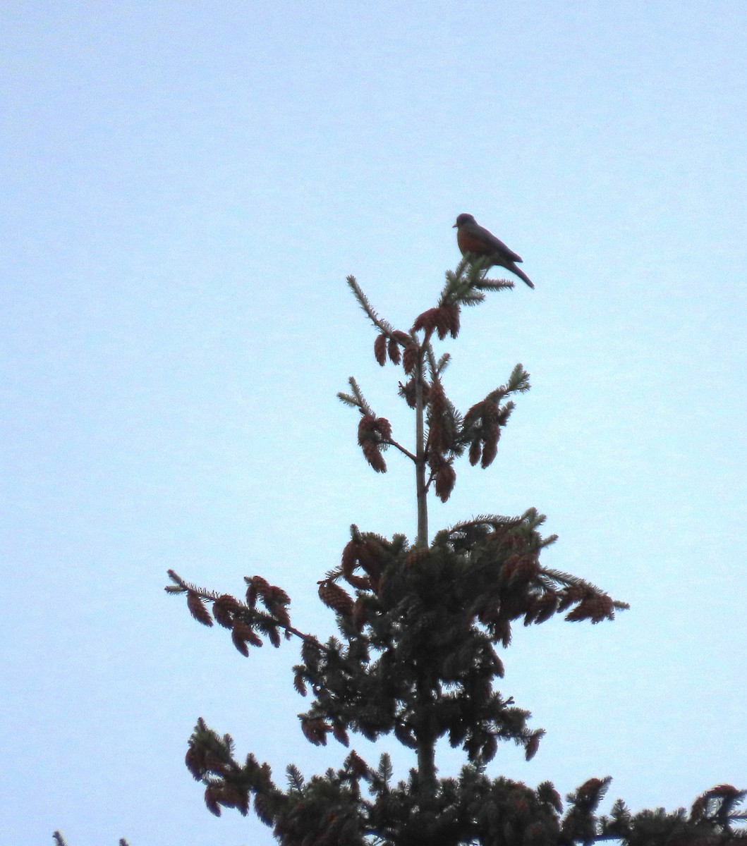 American Robin - ML623884263