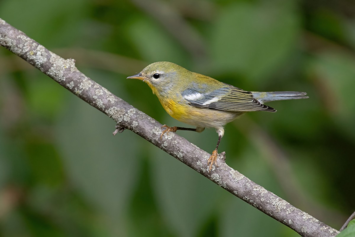 Northern Parula - ML623884269