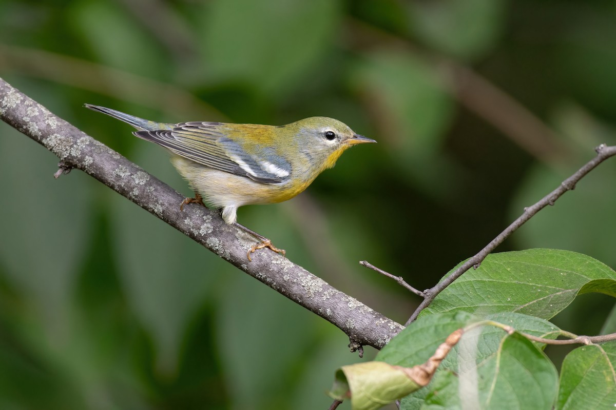 Northern Parula - ML623884270