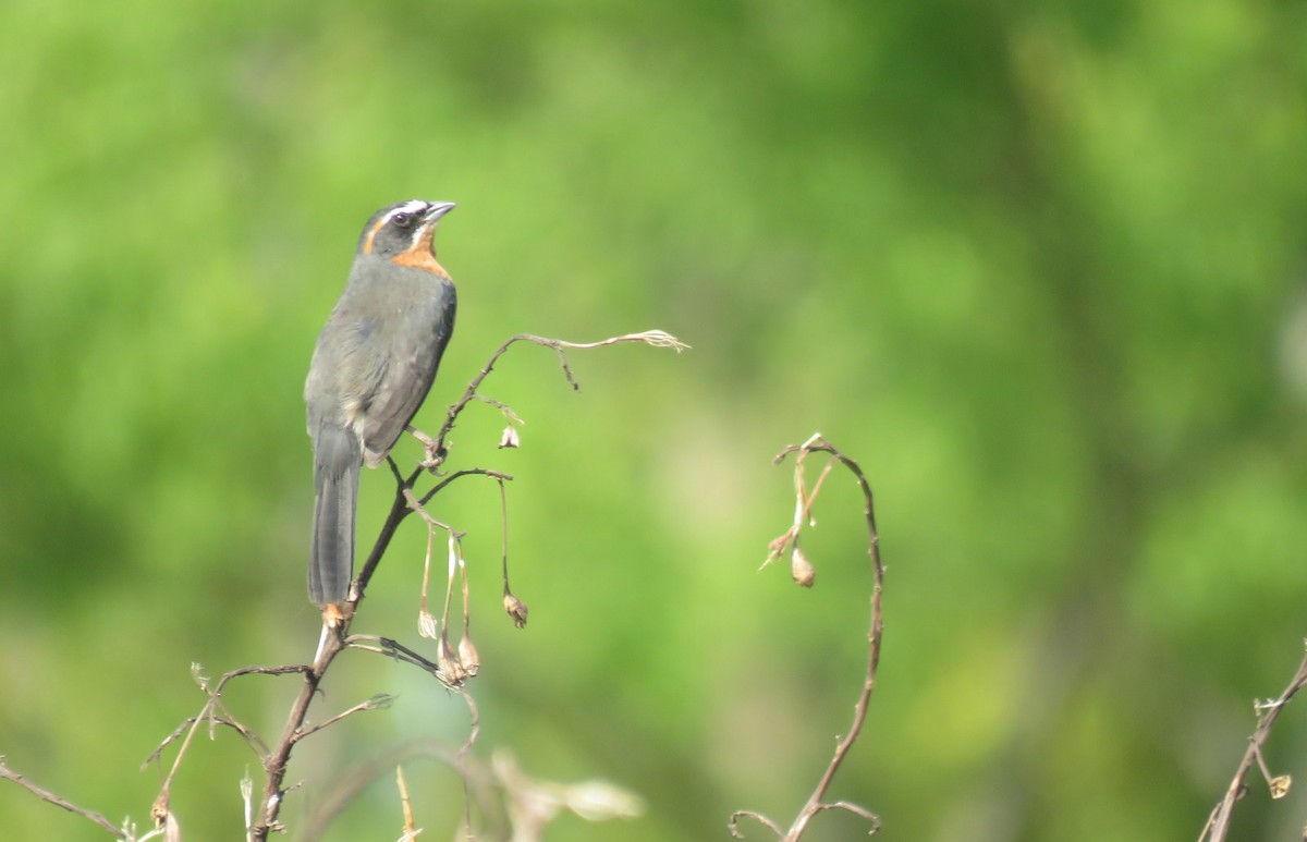 Black-and-rufous Warbling Finch - ML623884274