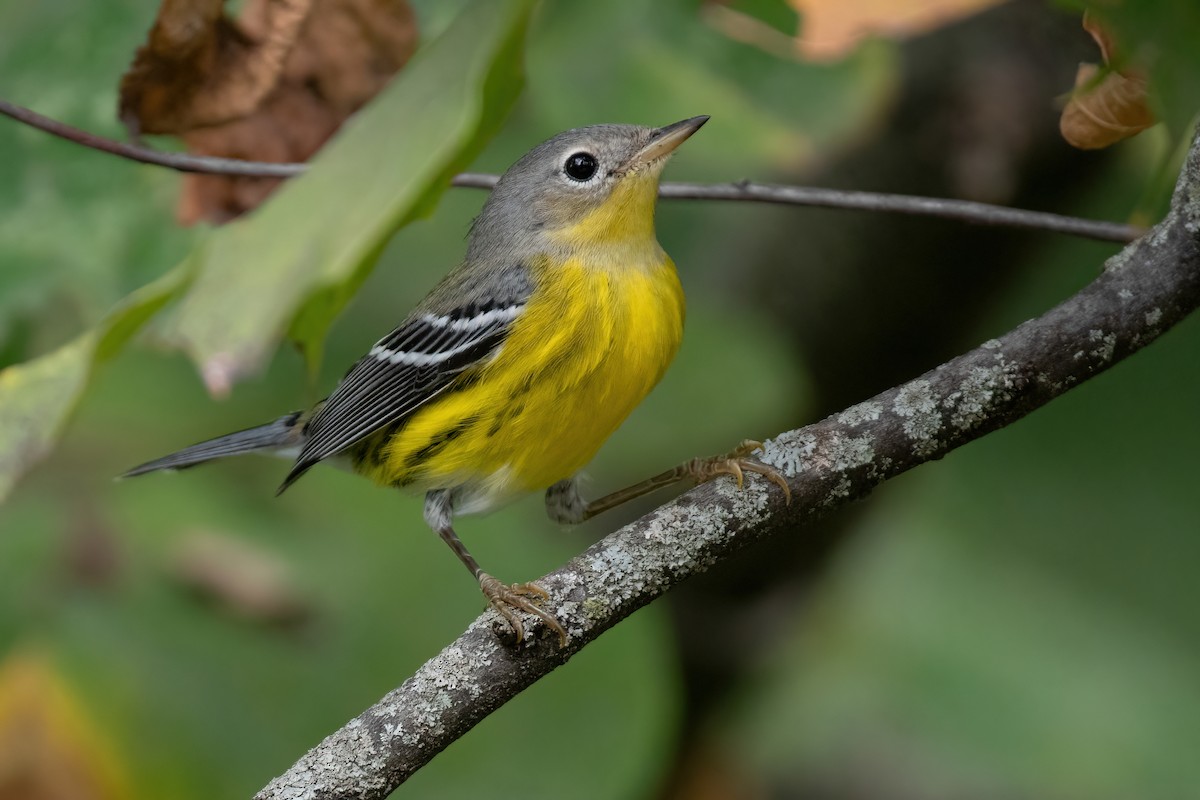 Magnolia Warbler - ML623884291