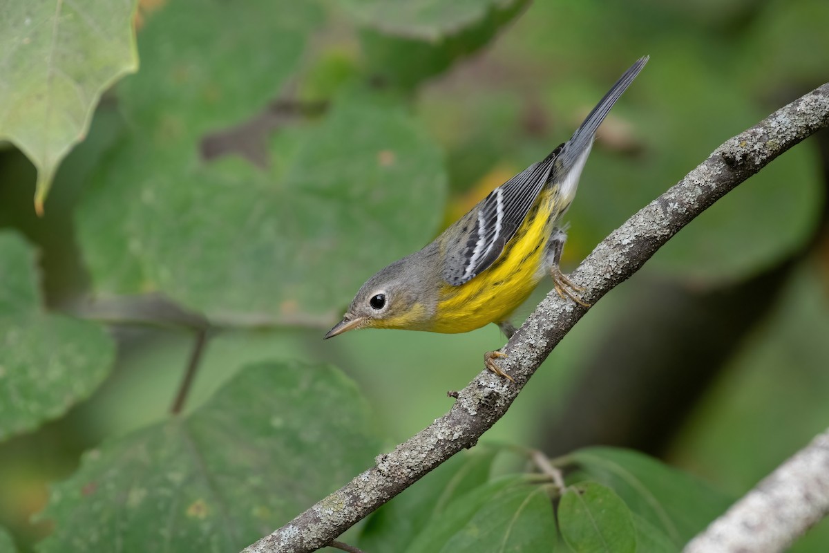 Magnolia Warbler - ML623884293