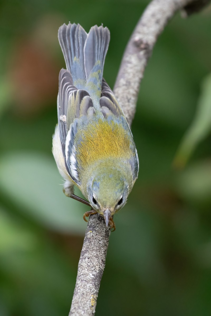 Northern Parula - ML623884301