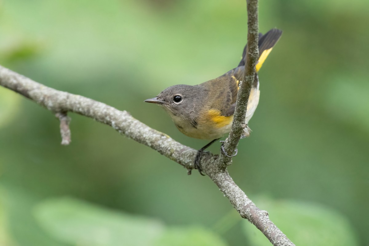 American Redstart - ML623884316