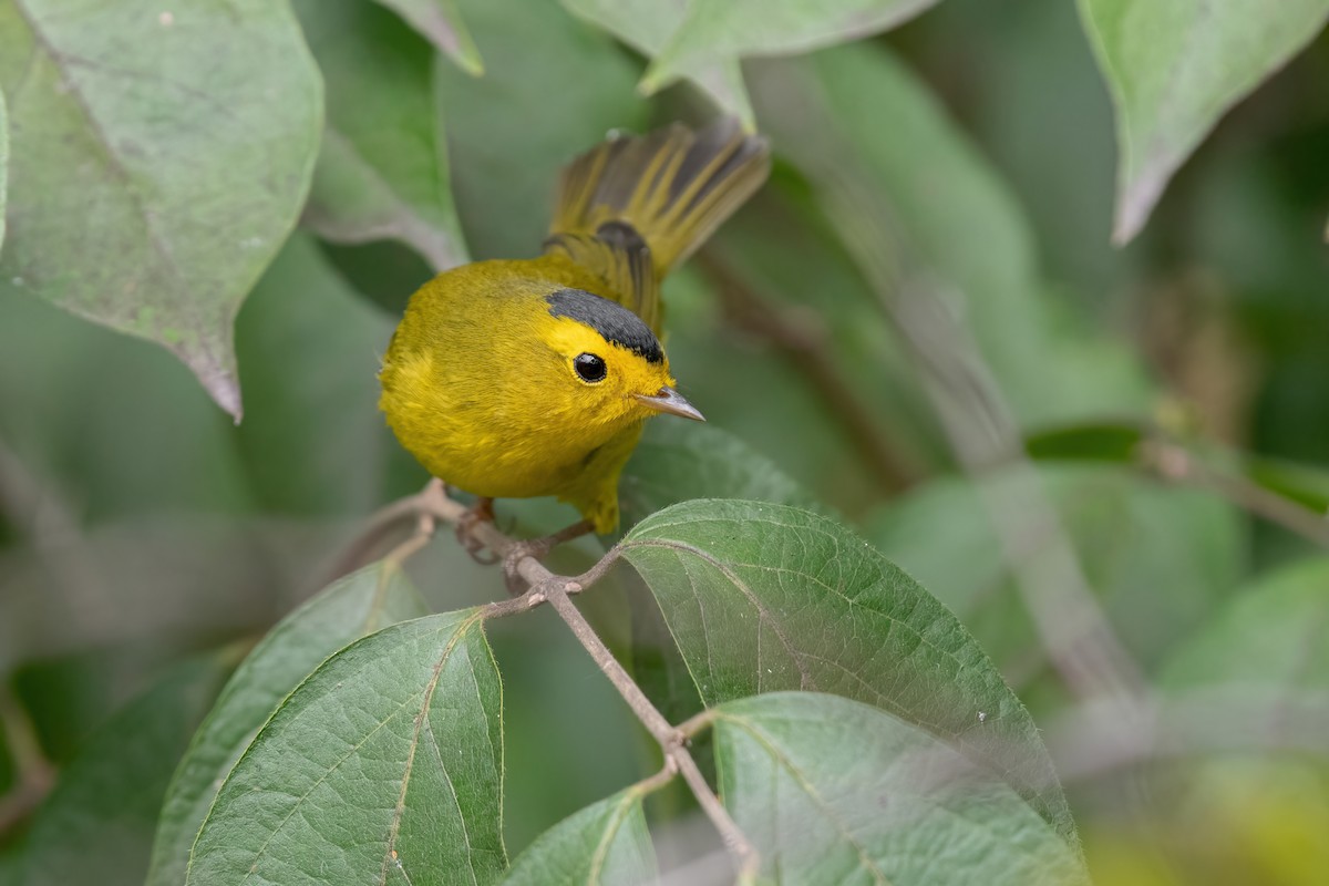 Wilson's Warbler - ML623884318