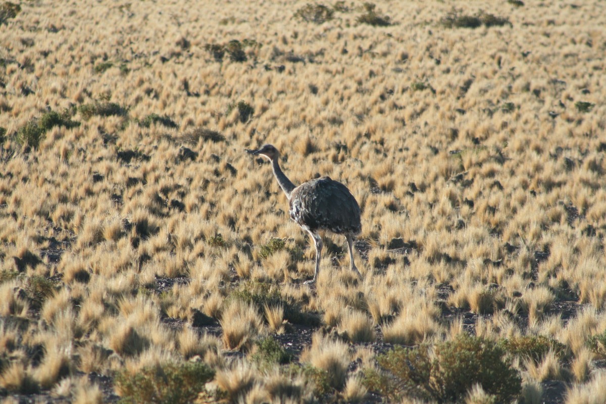 Lesser Rhea (Puna) - Aidan Cullen