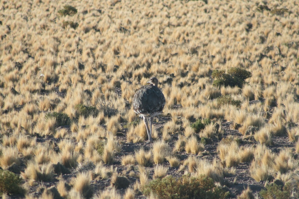 fjellnandu (tarapacensis/garleppi) - ML623884347