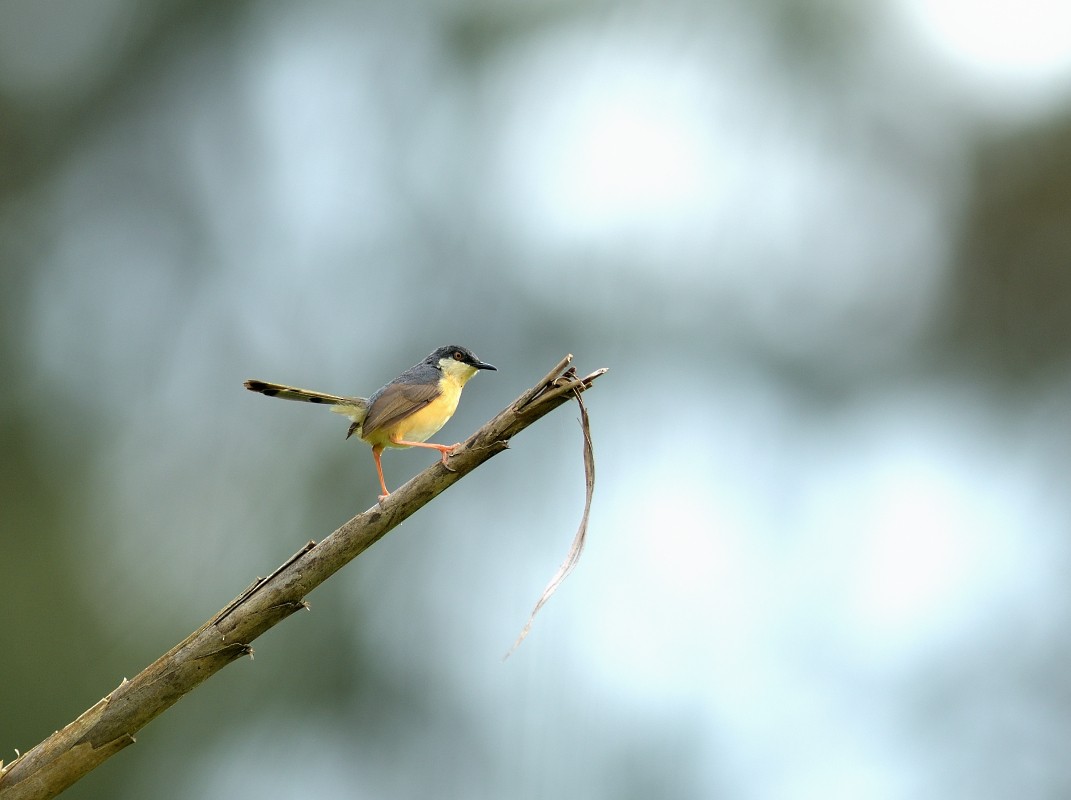 Ashy Prinia - ML623884398