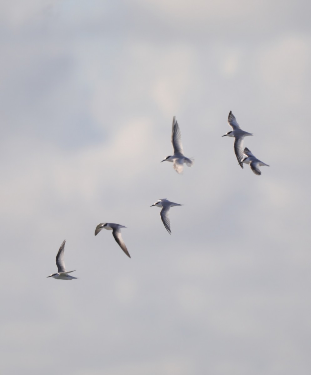 Least Tern - ML623884417