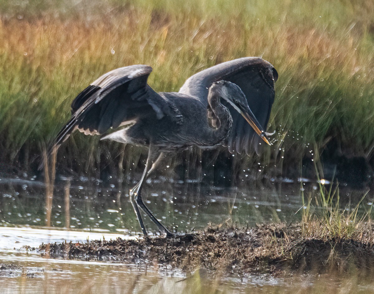 Great Blue Heron - ML623884458