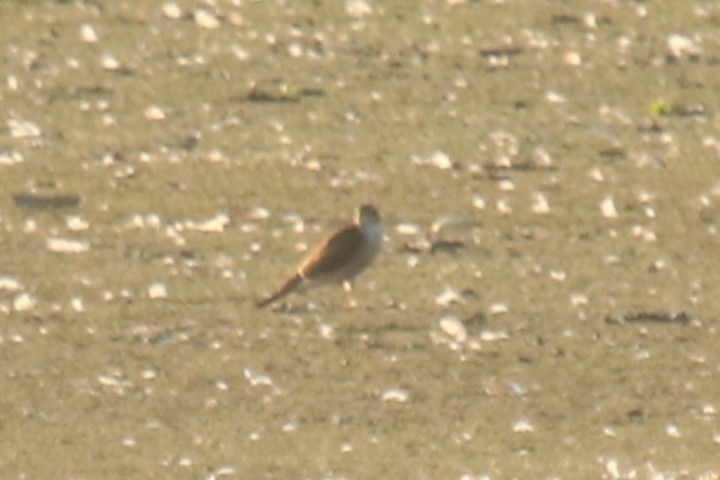 Eurasian Sparrowhawk - ML623884469