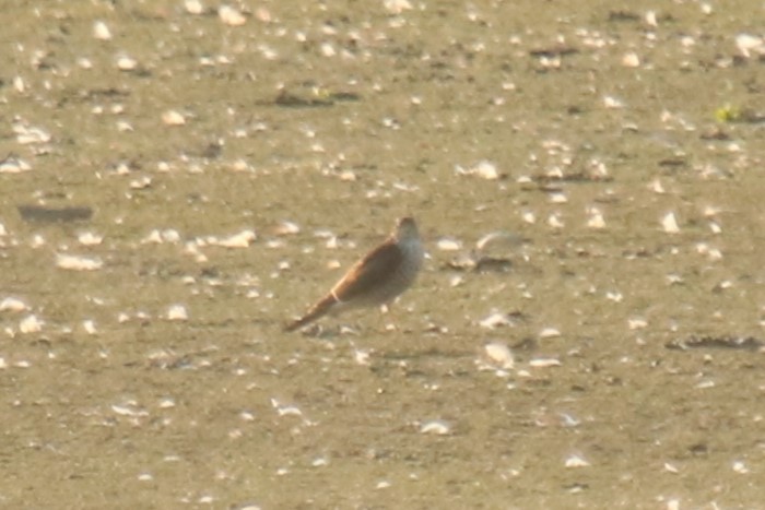 Eurasian Sparrowhawk - ML623884470