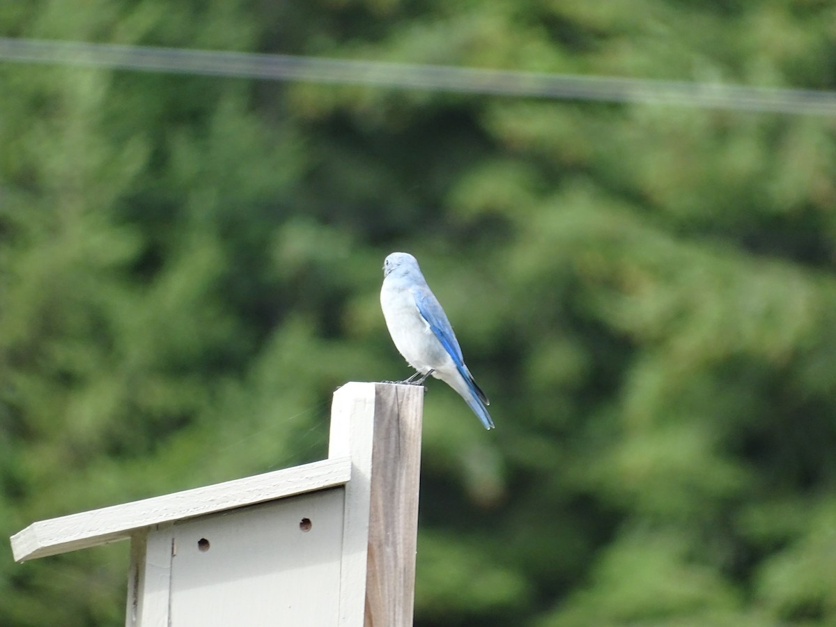 Mountain Bluebird - ML623884473