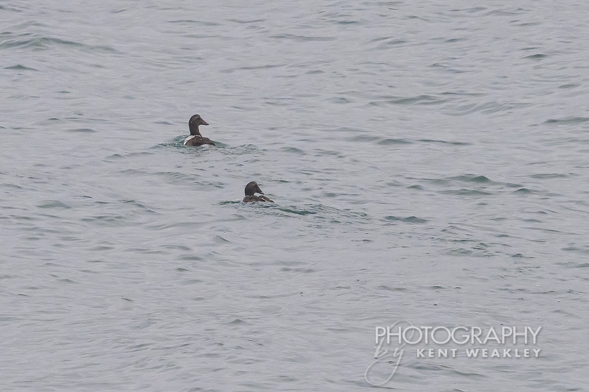 White-winged Scoter - ML623884477