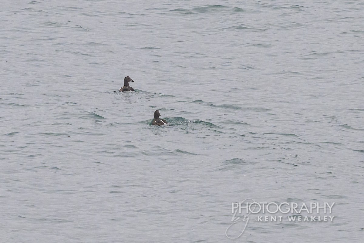 White-winged Scoter - ML623884478