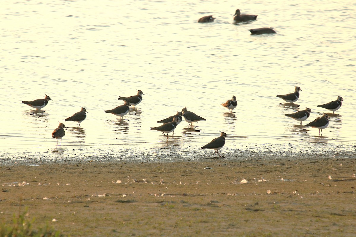 Northern Lapwing - ML623884494