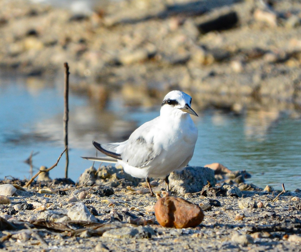 Least Tern - ML623884498