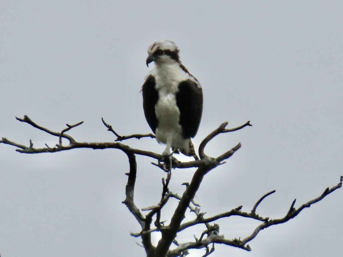 Osprey - Sally Bergquist