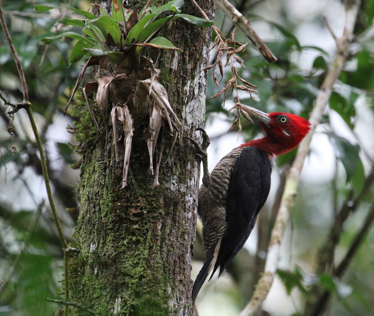 Robust Woodpecker - ML623884517