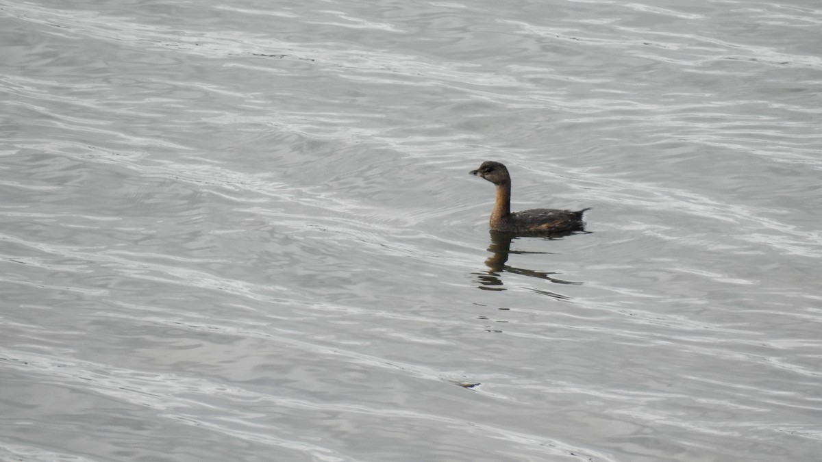 Pied-billed Grebe - ML623884519