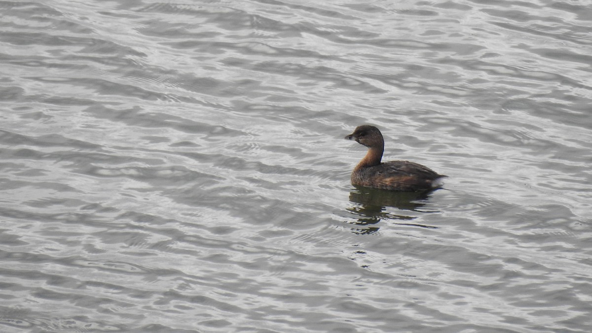 Pied-billed Grebe - ML623884523