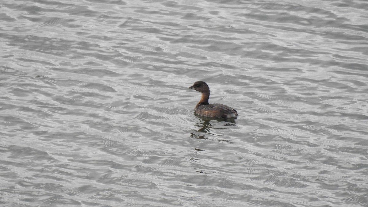 Pied-billed Grebe - ML623884524