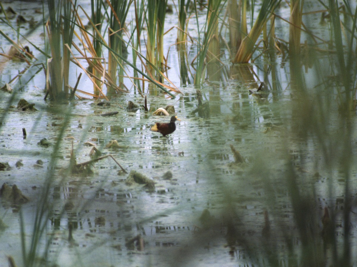 Northern Jacana - ML623884539