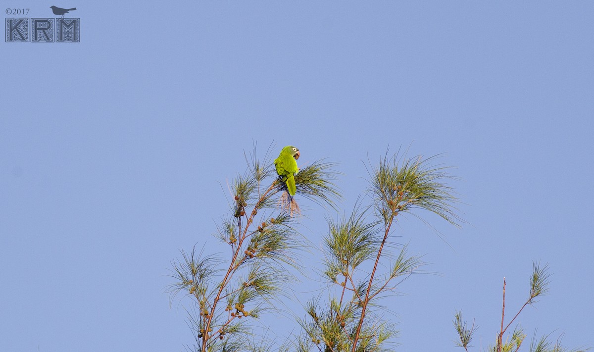 Blue-crowned Parakeet - ML623884540