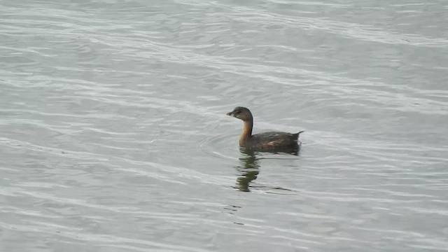 Pied-billed Grebe - ML623884557