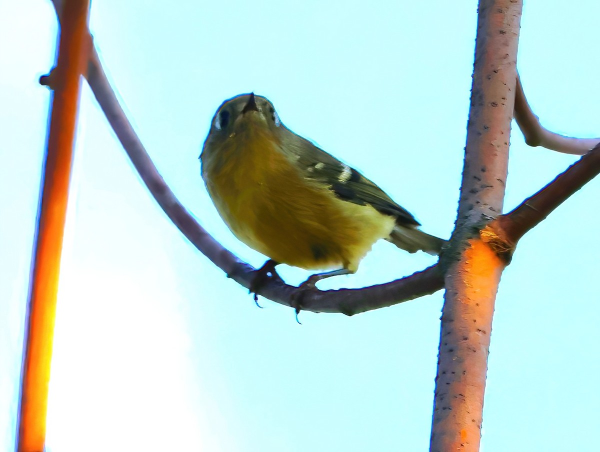 Ruby-crowned Kinglet - ML623884590