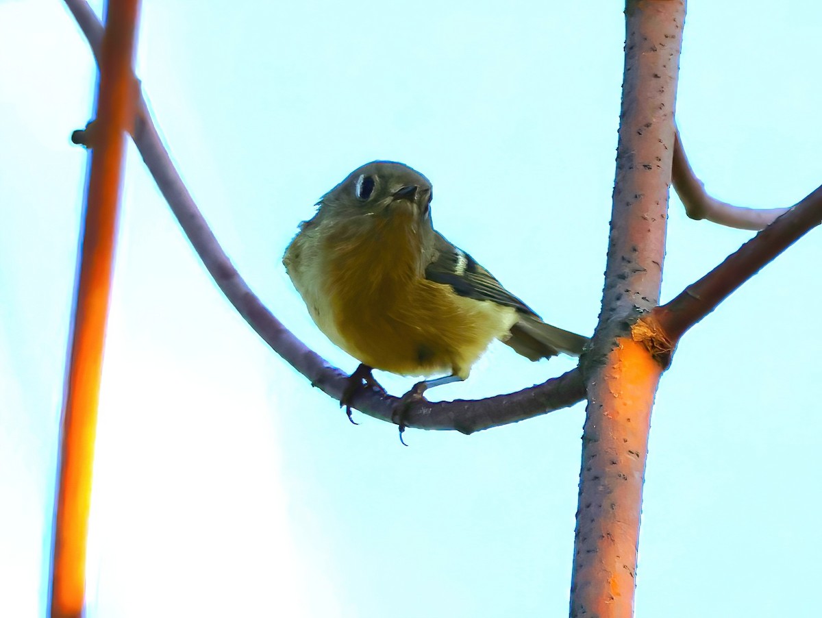 Ruby-crowned Kinglet - ML623884591