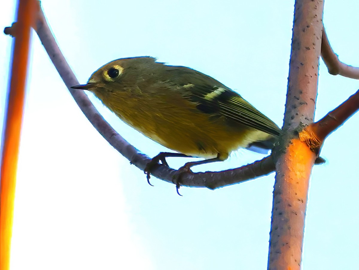 Ruby-crowned Kinglet - ML623884592