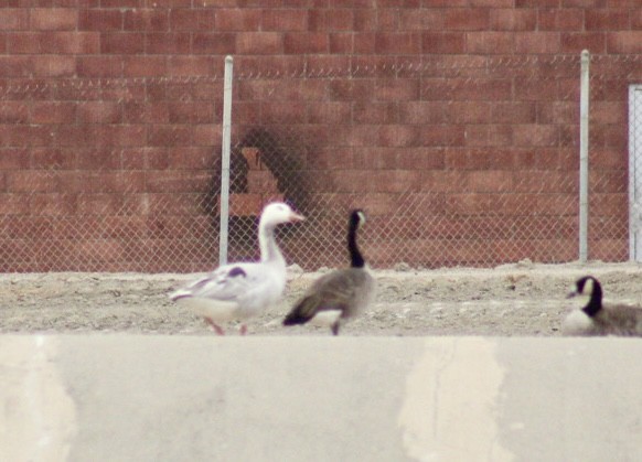 Domestic goose sp. x Canada Goose (hybrid) - ML623884610