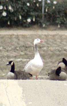 Domestic goose sp. x Canada Goose (hybrid) - ML623884611