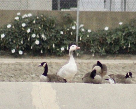 Domestic goose sp. x Canada Goose (hybrid) - ML623884612