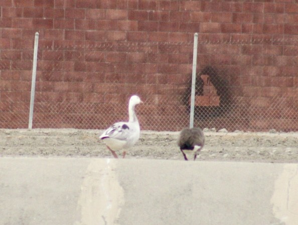 Domestic goose sp. x Canada Goose (hybrid) - ML623884613