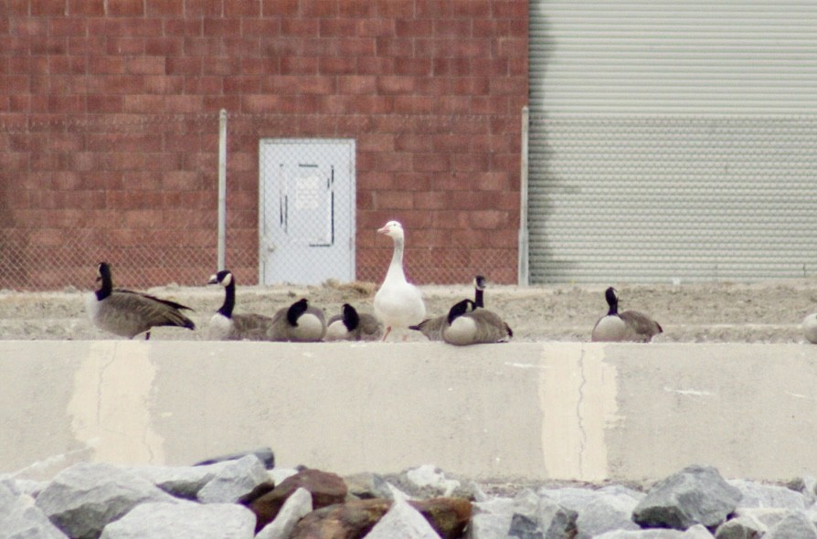 Domestic goose sp. x Canada Goose (hybrid) - ML623884614