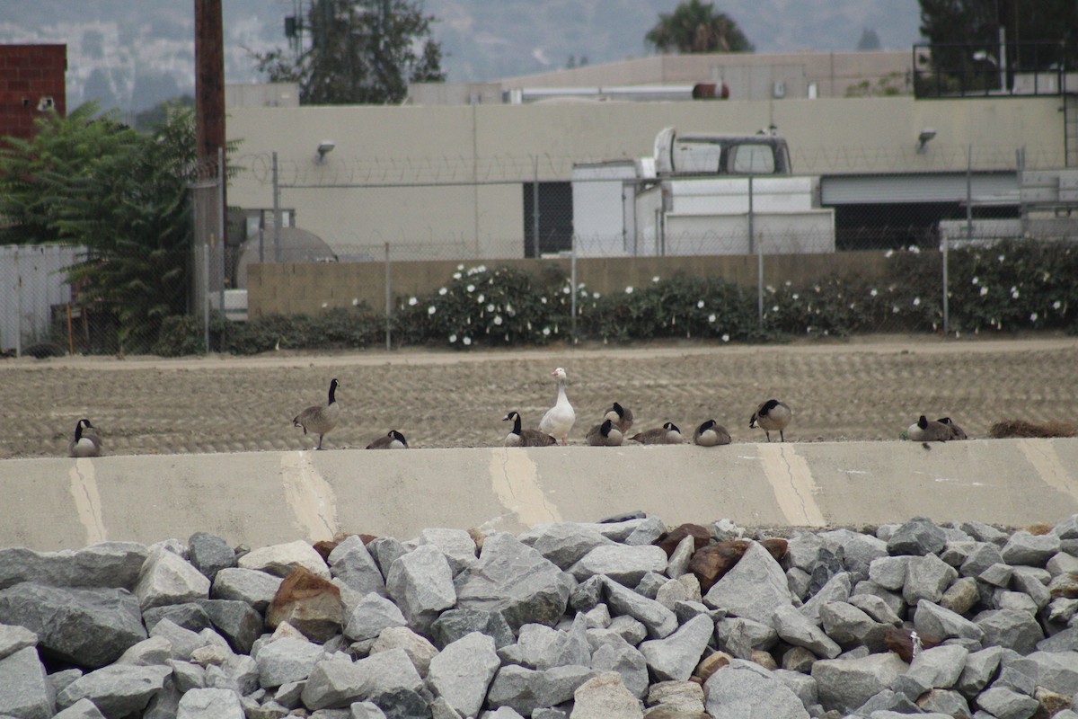 Domestic goose sp. x Canada Goose (hybrid) - ML623884615