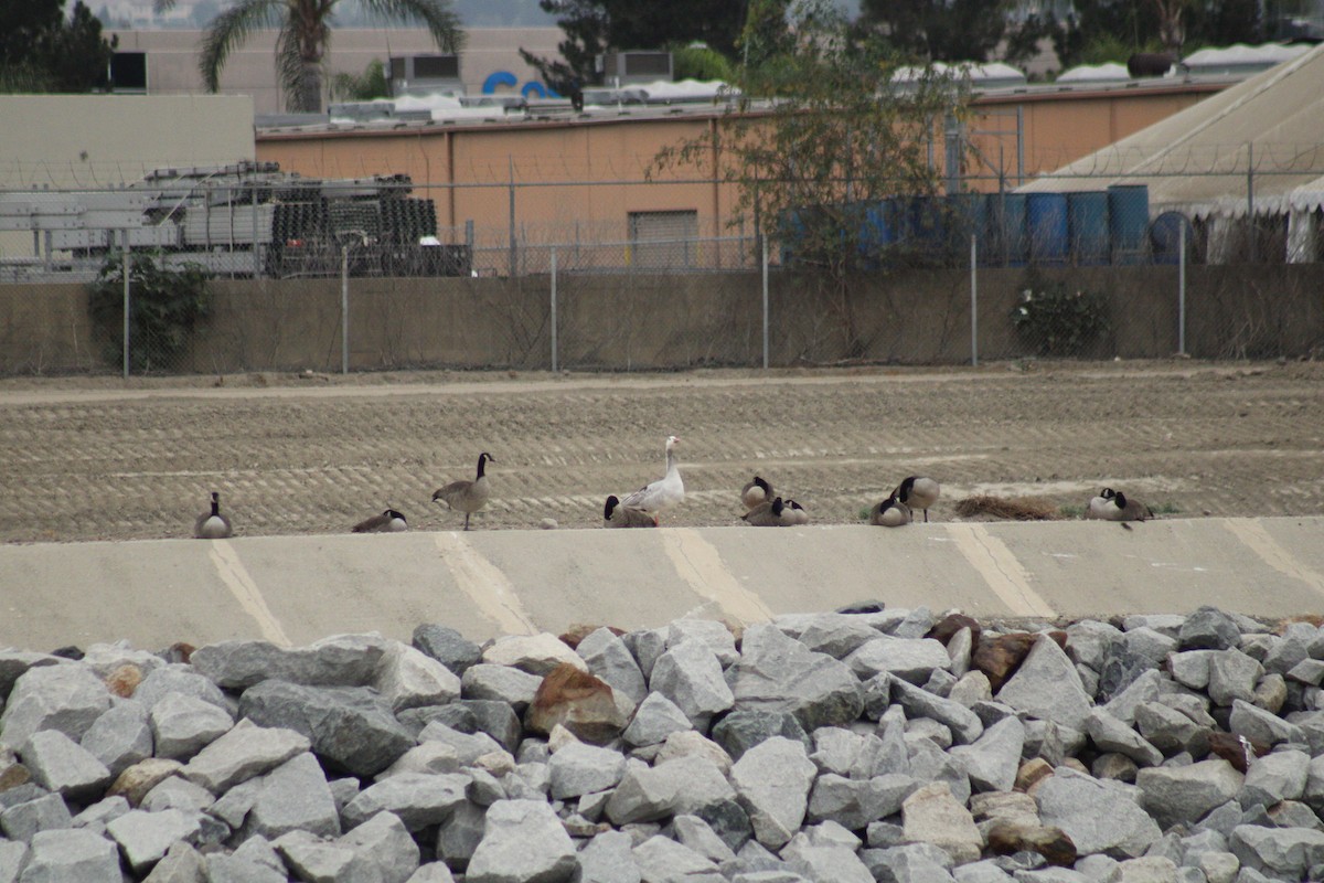 Domestic goose sp. x Canada Goose (hybrid) - ML623884616