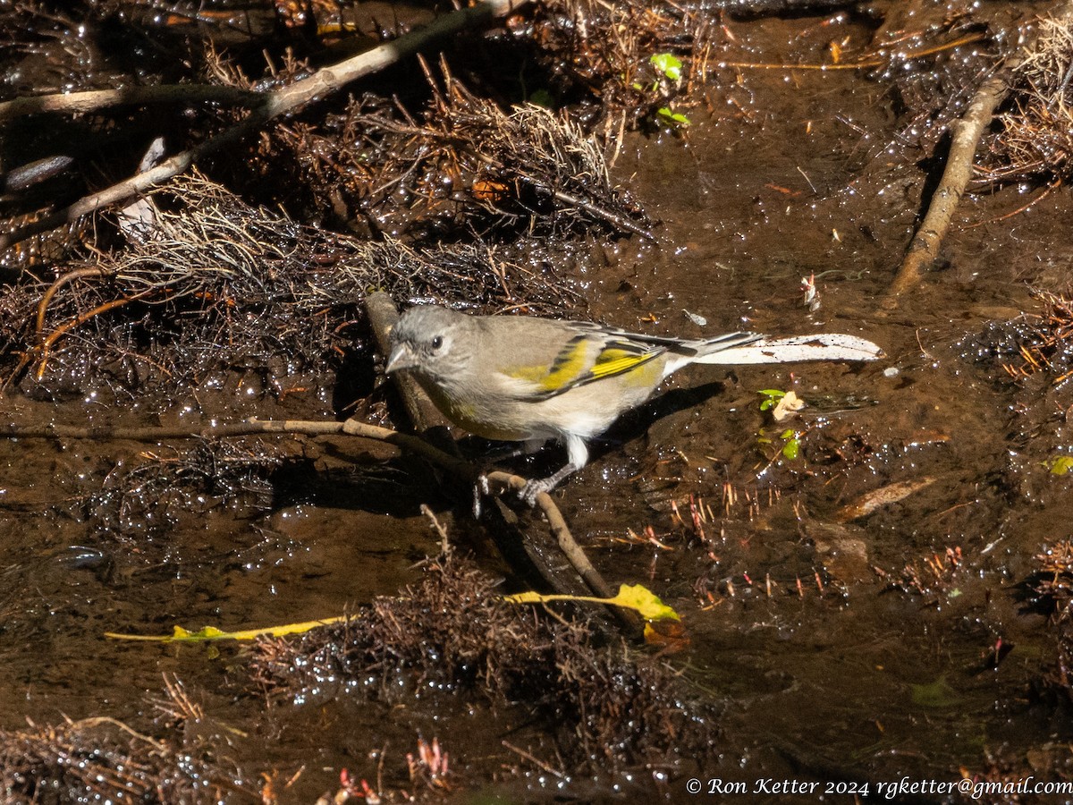 Lawrence's Goldfinch - ML623884640