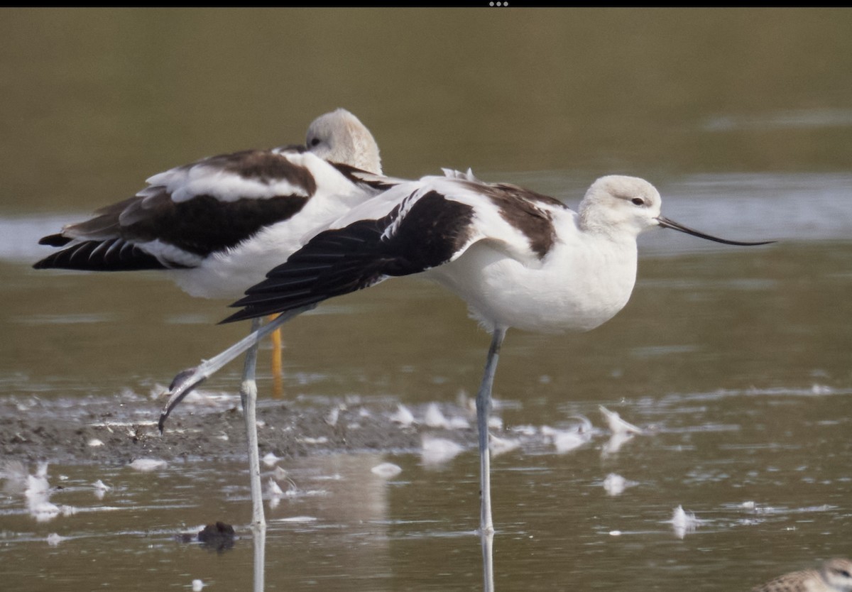 American Avocet - terry VP