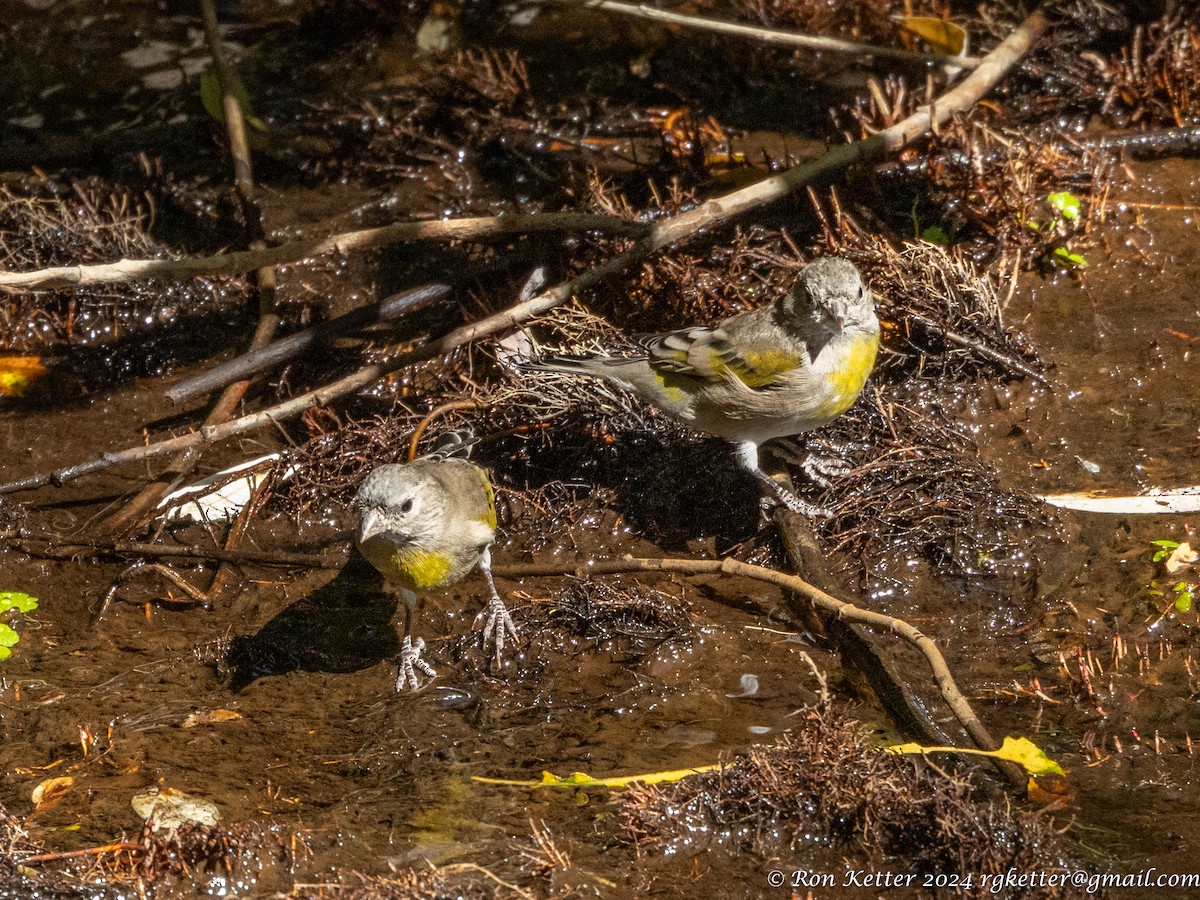 Lawrence's Goldfinch - Ronald Ketter