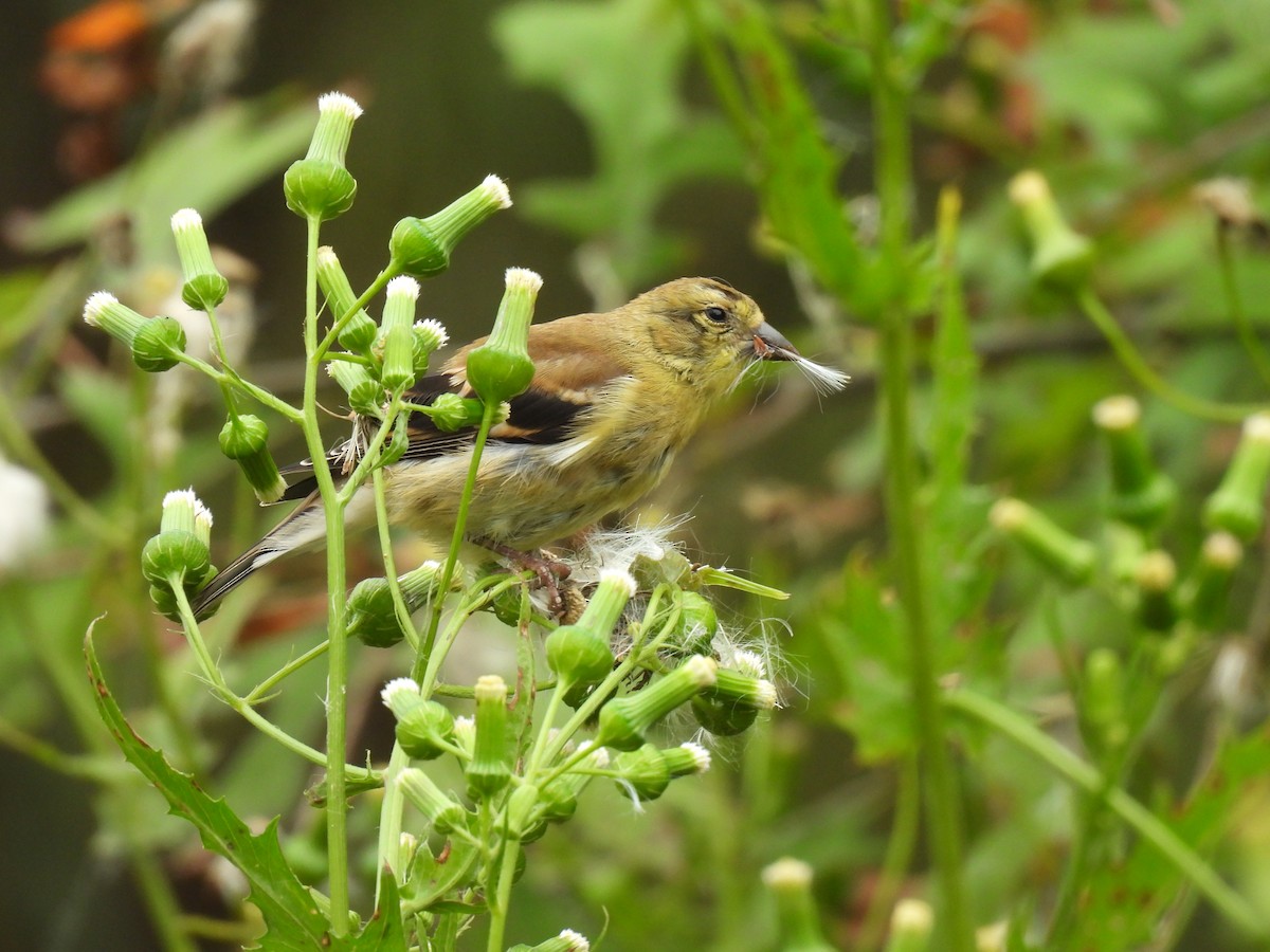 American Goldfinch - Christopher Plummer